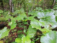 AS_S3986a.jpg