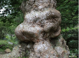 AS_S0971.JPG