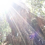 kinomiya5710.jpg