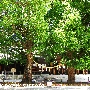 meiji8000.jpg