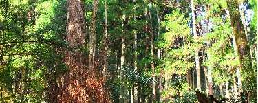 kifune3211.jpg