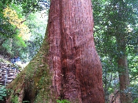 IMG_8382.jpg