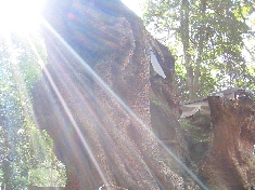 kinomiya_5712.jpg