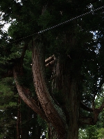 AS_S0321.JPG